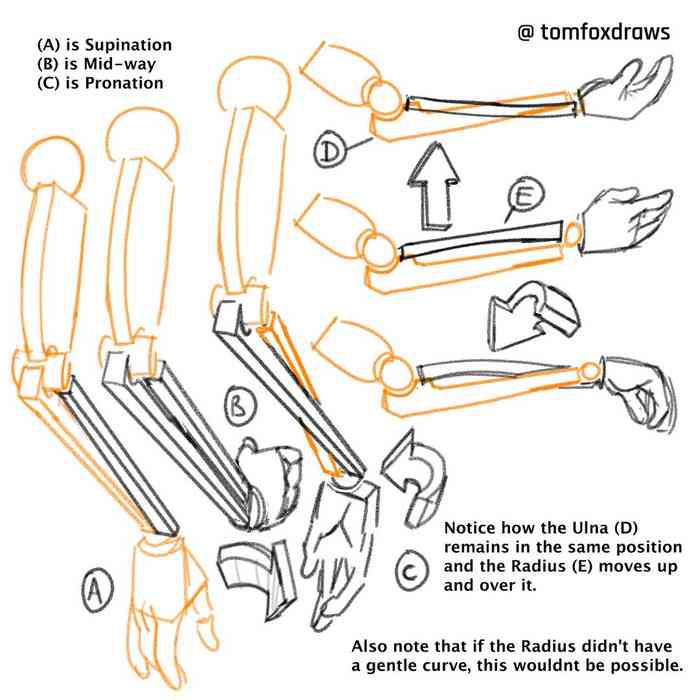 tomfox draws cover
